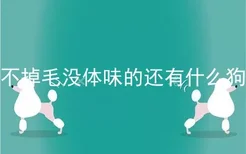 不掉毛没体味的还有什么狗