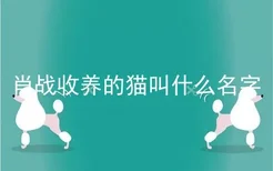 肖战收养的猫叫什么名字