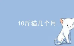 10斤猫几个月