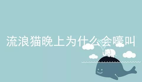 流浪猫晚上为什么会嚎叫