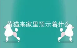 黄猫来家里预示着什么