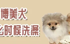 博美犬什么时候洗澡