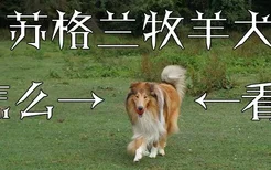 苏格兰牧羊犬怎么看纯