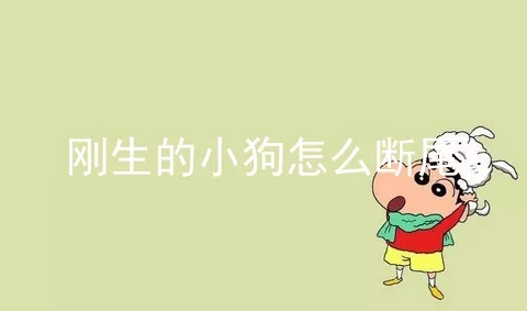 刚生的小狗怎么断尾