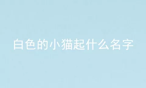 白色的小猫起什么名字