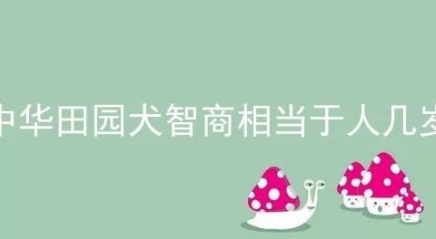 中华田园犬智商相当于人几岁