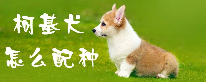 柯基犬怎么配种1