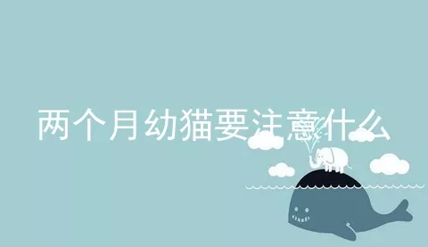 两个月幼猫要注意什么