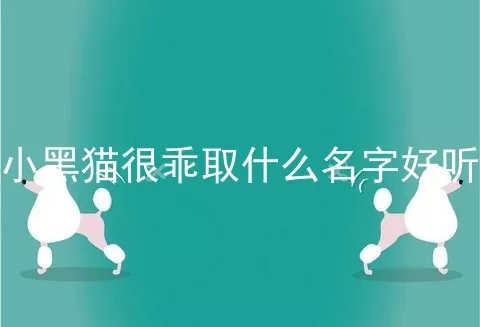 小黑猫很乖取什么名字好听