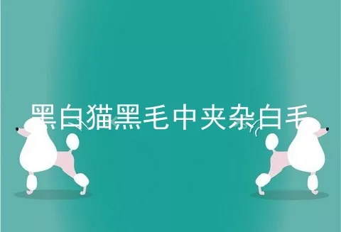 黑白猫黑毛中夹杂白毛