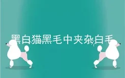 黑白猫黑毛中夹杂白毛