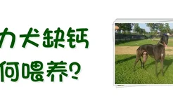 格力犬缺钙如何喂养