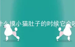 为什么摸小猫肚子的时候它会咬你