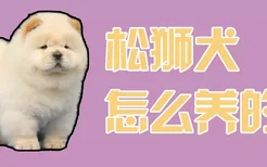 松狮犬怎么养的胖