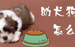 幼犬狗粮怎么吃