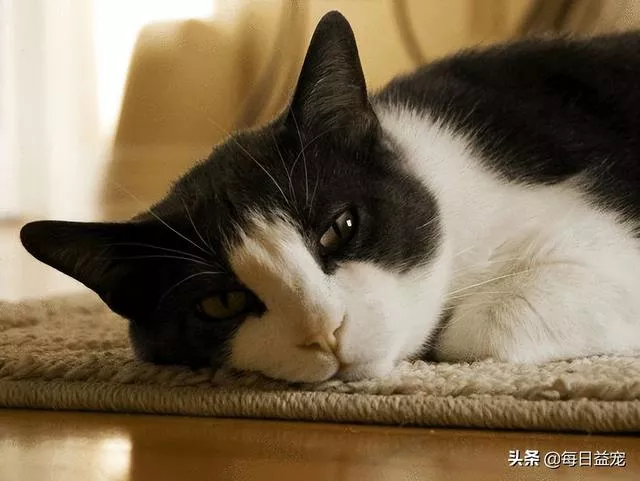 猫的记忆有多久(小奶猫的记忆有多久)