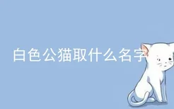 白色公猫取什么名字好