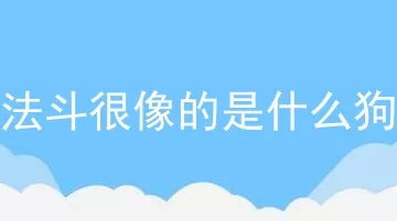 法斗很像的是什么狗