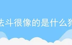 法斗很像的是什么狗