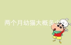 两个月幼猫大概多少斤