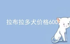 拉布拉多犬价格600元