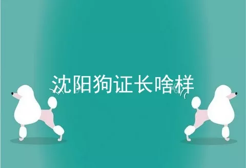 沈阳狗证长啥样