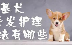 柯基犬毛发护理方法有哪些