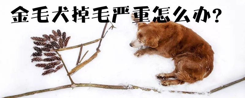 金毛犬掉毛严重怎么办