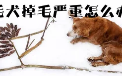 金毛犬掉毛严重怎么办