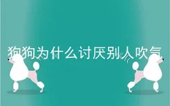 狗狗为什么讨厌别人吹气