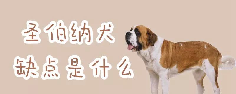 圣伯纳犬缺点是什么