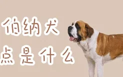 圣伯纳犬缺点是什么