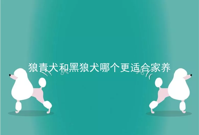 狼青犬和黑狼犬哪个更适合家养