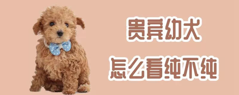 贵宾幼犬怎么看纯不纯