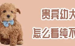 贵宾幼犬怎么看纯不纯