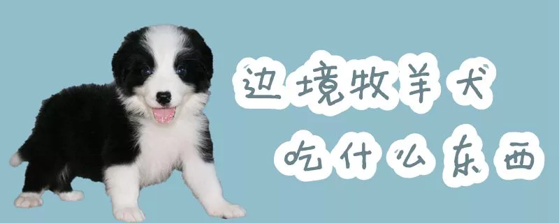 边境牧羊犬吃什么东西