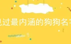 见过最内涵的狗狗名字