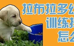 拉布拉多幼犬训练排便怎么训