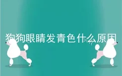 狗狗眼睛发青色什么原因