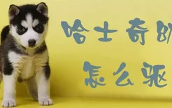 哈士奇幼犬怎么驱虫