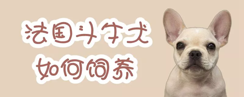 法国斗牛犬如何饲养