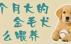 三个月大的金毛犬怎么喂养