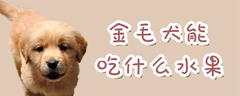 金毛犬能吃什么水果