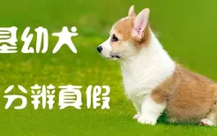 柯基幼犬怎么分辨真假