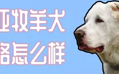 中亚牧羊犬性格怎么样