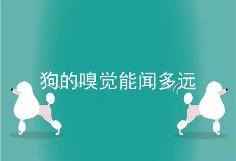 狗的嗅觉能闻多远