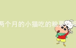 两个月的小猫吃的粮要泡吗