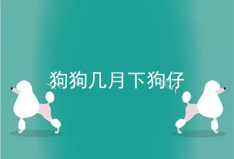 狗狗几月下狗仔