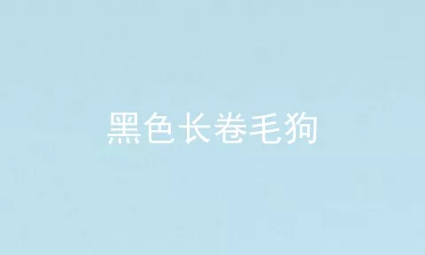 黑色长卷毛狗