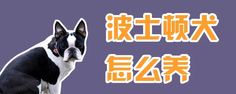 波士顿犬怎么养